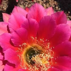 Meet your Posher, Gail